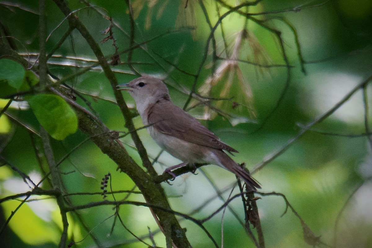 Garden Warbler - ML647173531