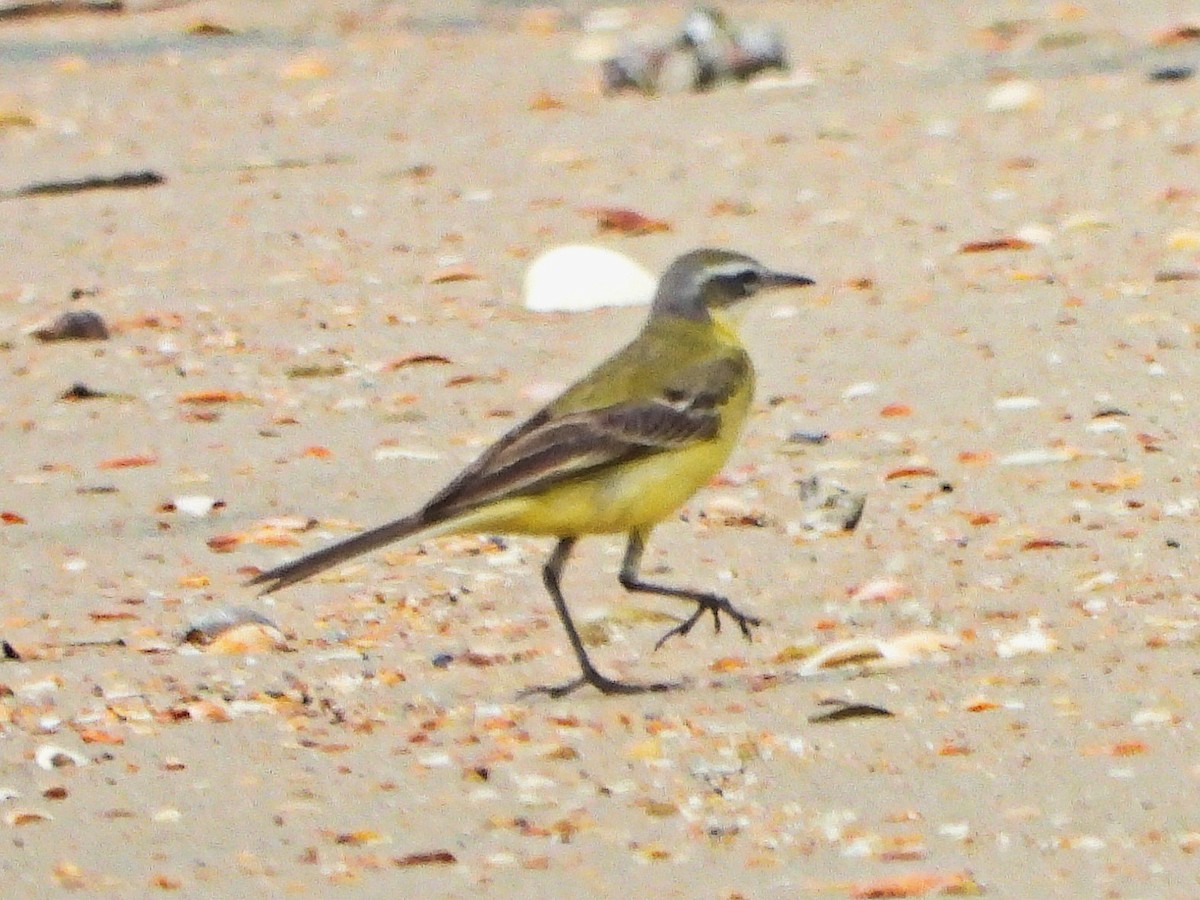 konipas luční - ML647173533