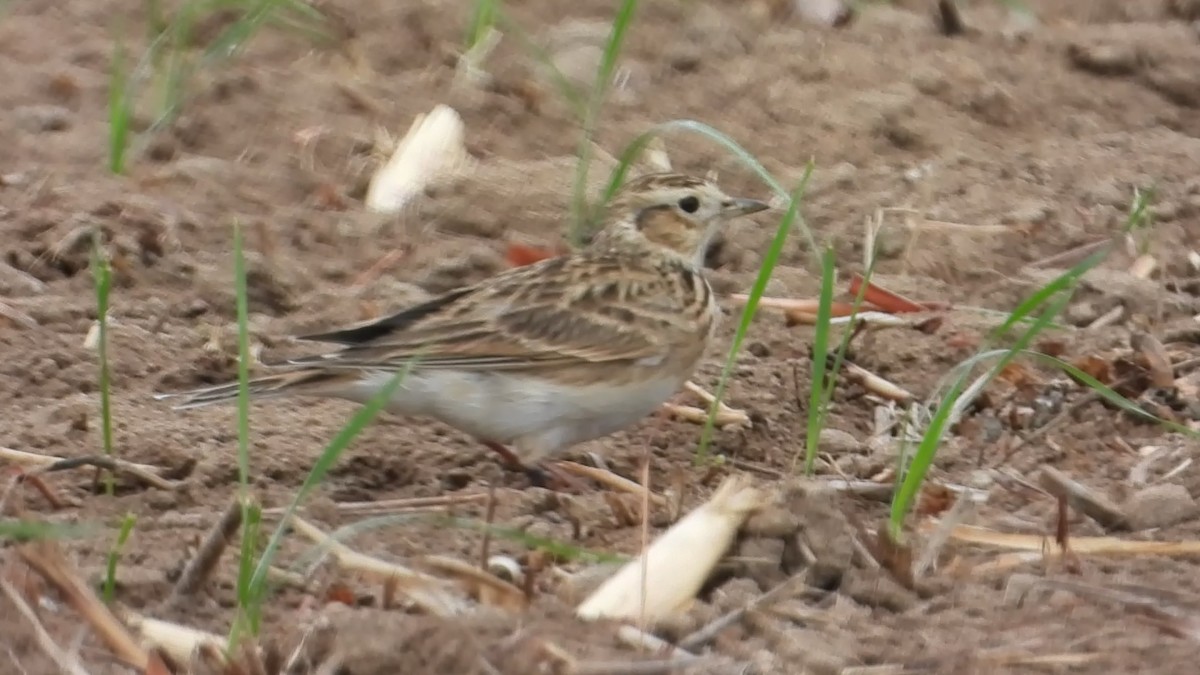 Eurasian Skylark - ML647173536