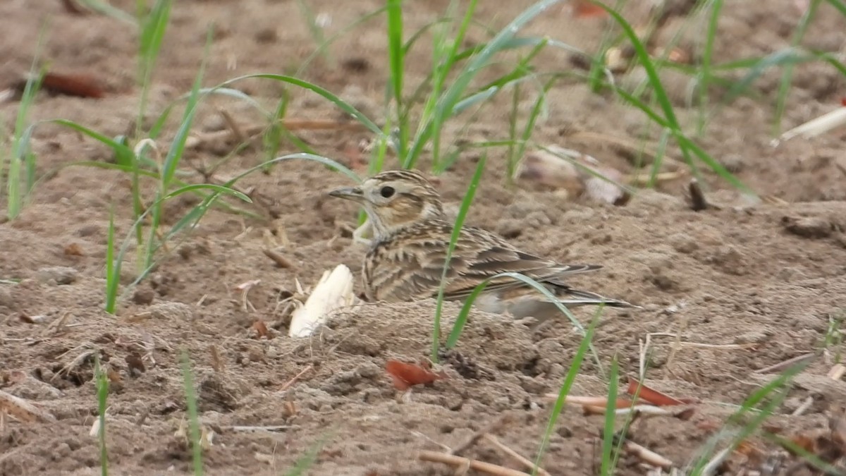Eurasian Skylark - ML647173537