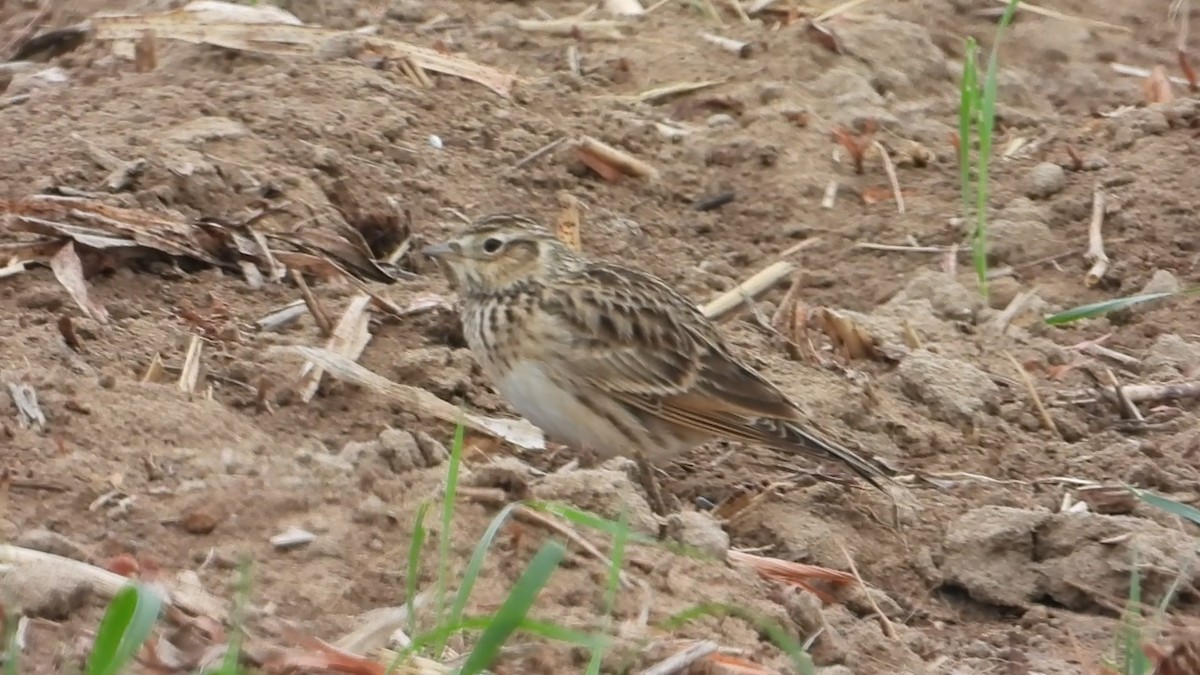 Eurasian Skylark - ML647173538