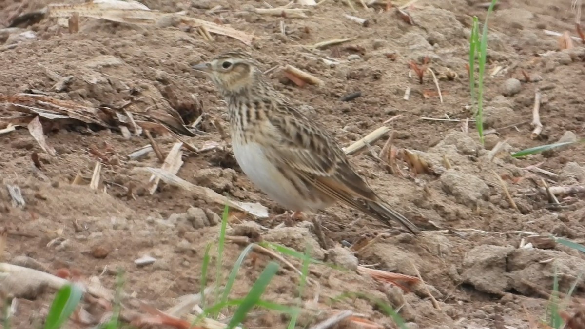 Eurasian Skylark - ML647173539