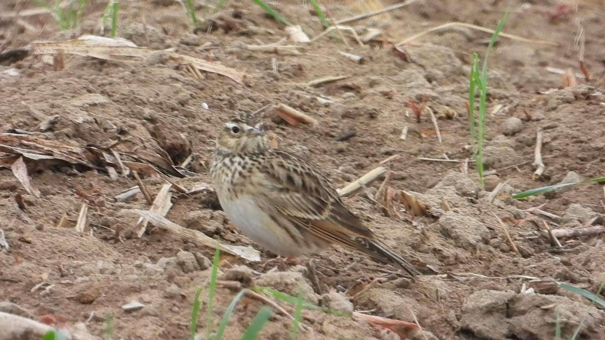 Eurasian Skylark - ML647173540