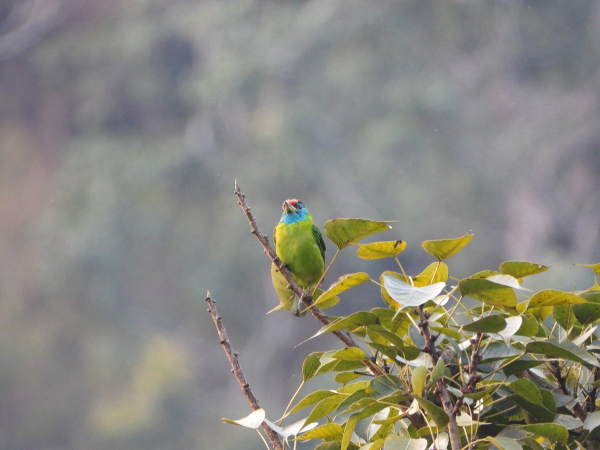 Blue-throated Barbet - ML647173556