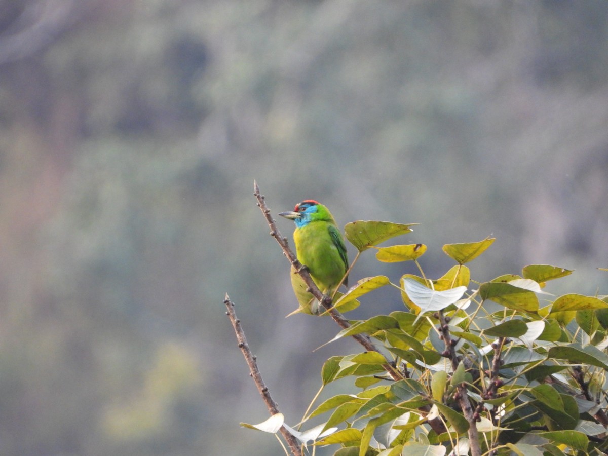 Blue-throated Barbet - ML647173557