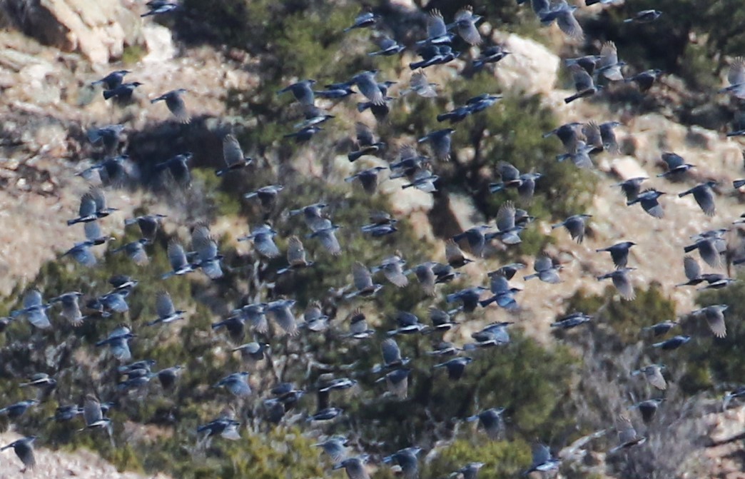 Pinyon Jay - ML647173559