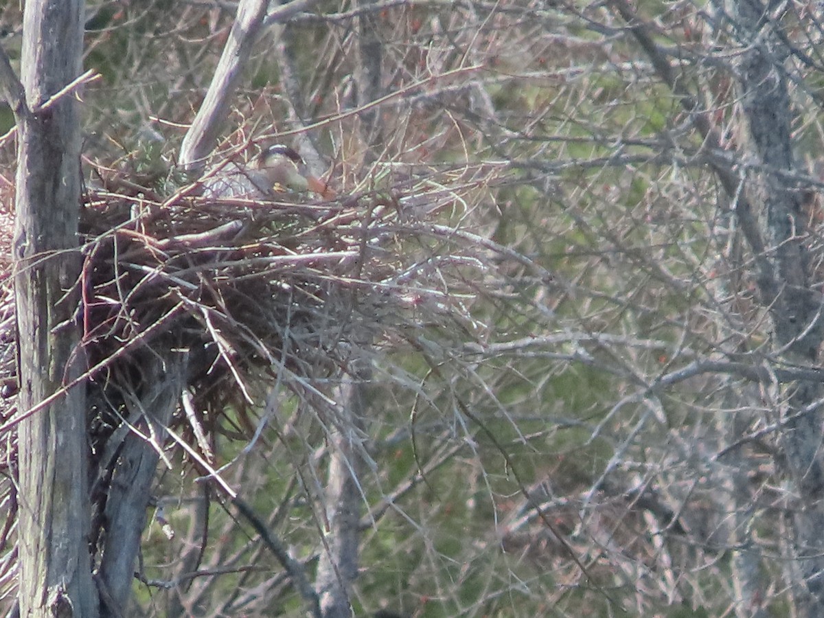 Great Blue Heron - ML647173560