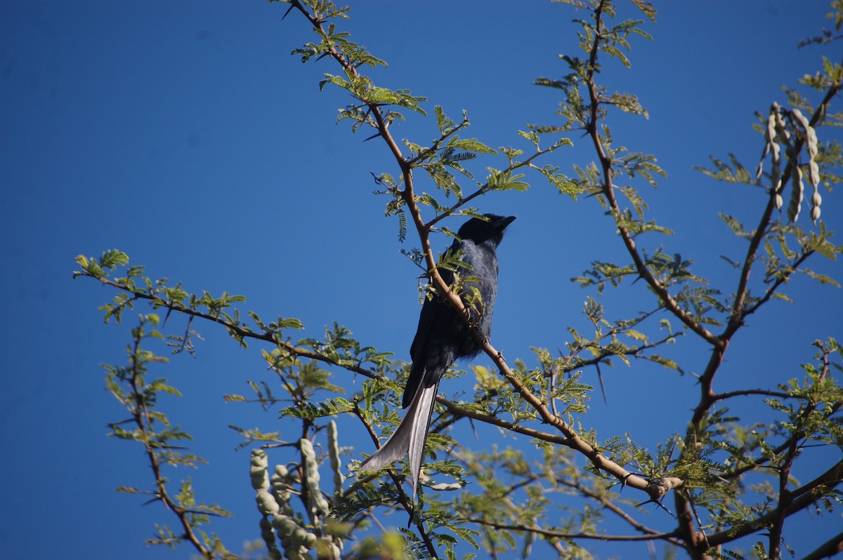 drongo černý - ML647173561