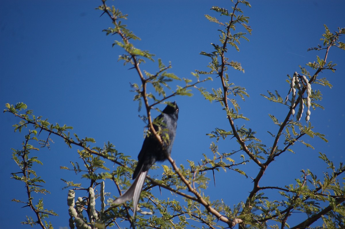 drongo černý - ML647173562