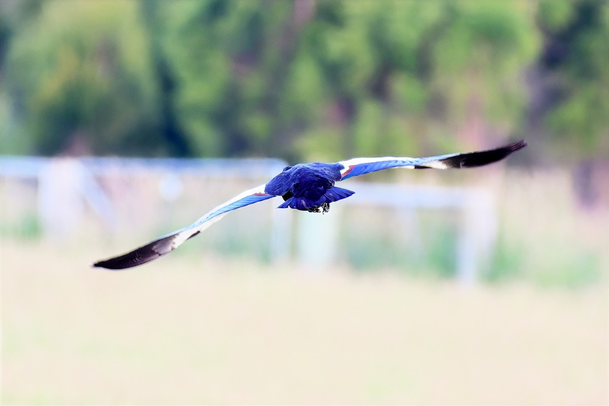 Галагаз австралійський - ML647173575