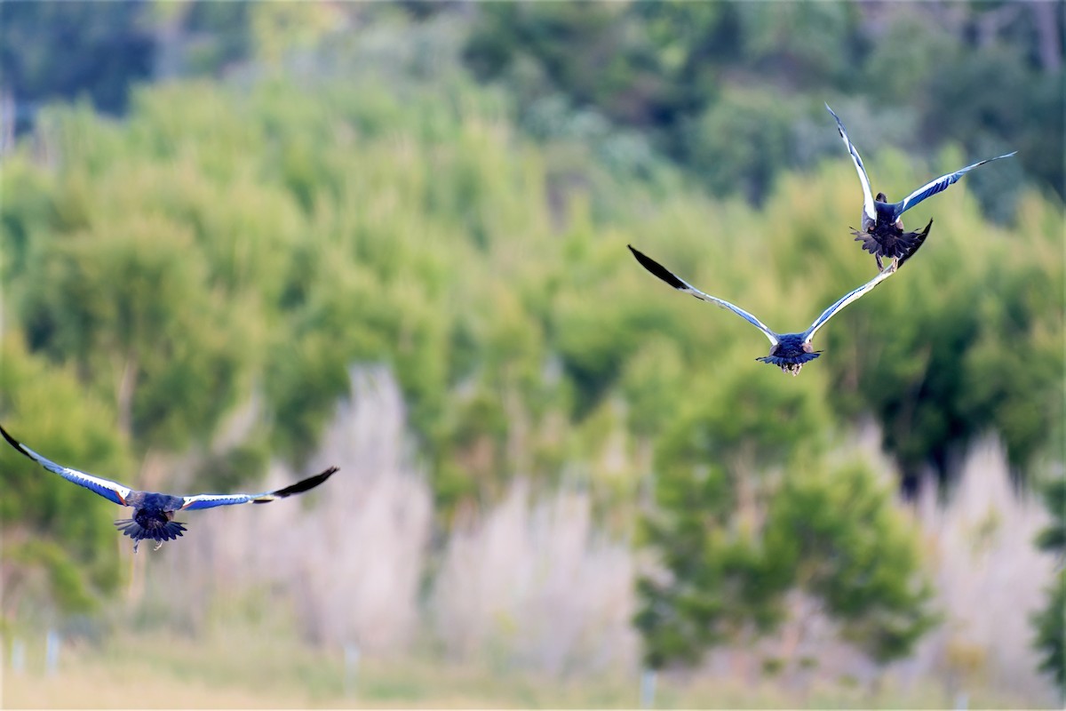 Галагаз австралійський - ML647173576