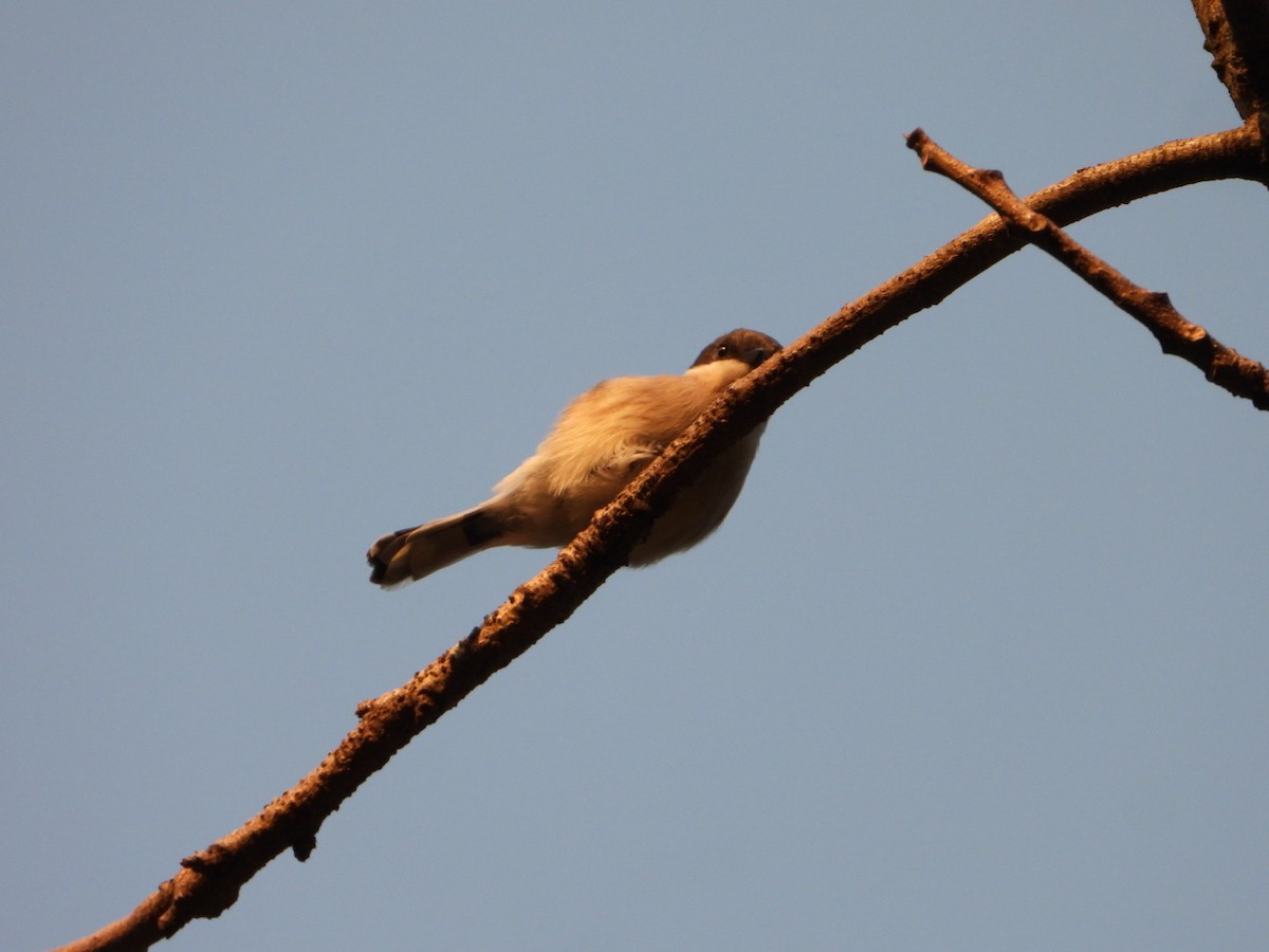 ヒタキサンショウクイ - ML647173581