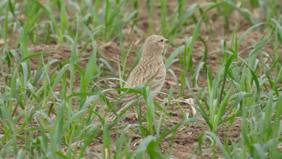 Asian Short-toed Lark - ML647173585