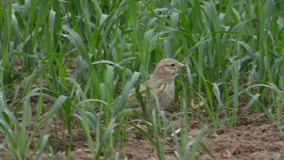 Asian Short-toed Lark - ML647173586