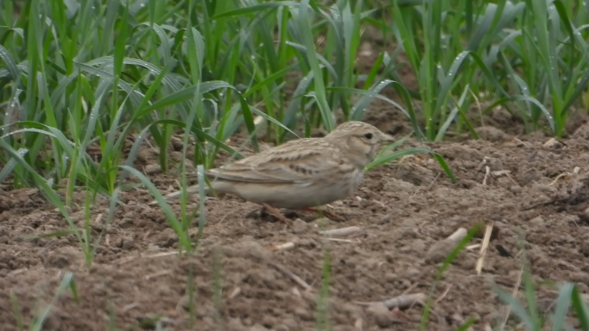 Asian Short-toed Lark - ML647173587