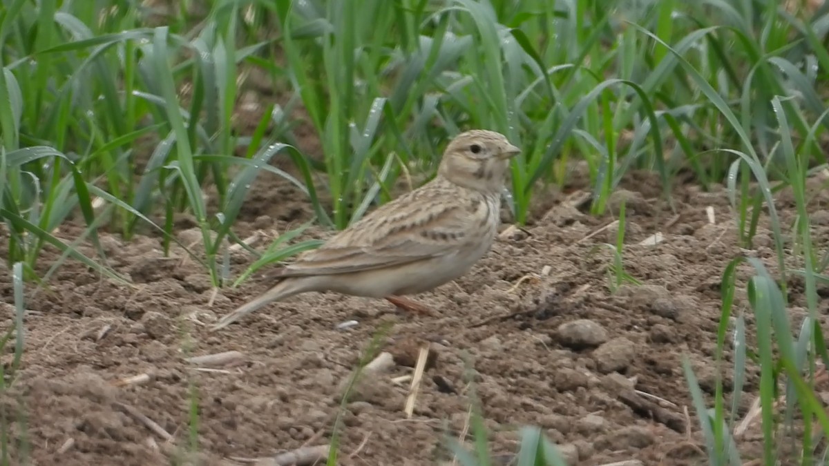Asian Short-toed Lark - ML647173588