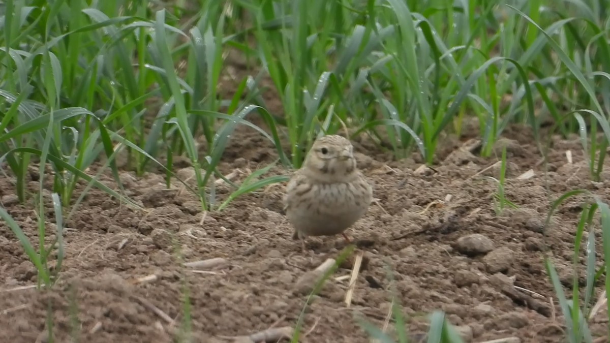 Asian Short-toed Lark - ML647173589