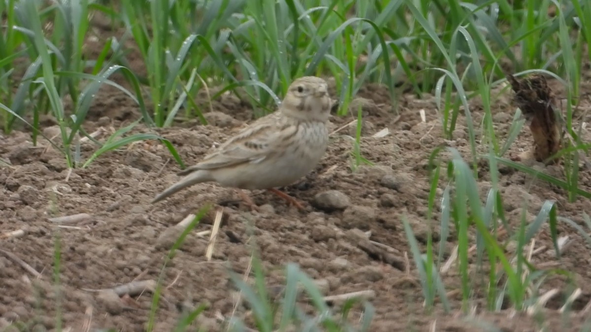 Asian Short-toed Lark - ML647173590
