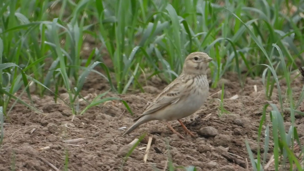 Asian Short-toed Lark - ML647173591