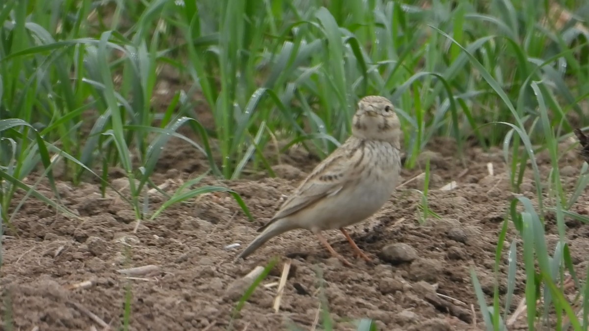 Asian Short-toed Lark - ML647173592