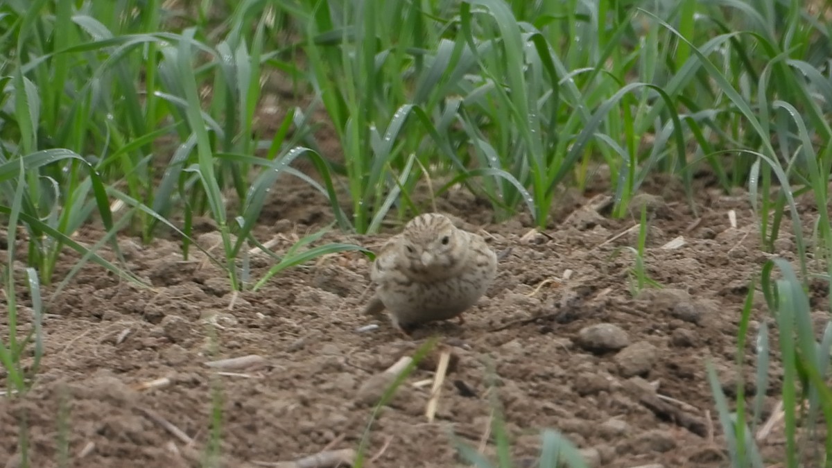 Asian Short-toed Lark - ML647173593