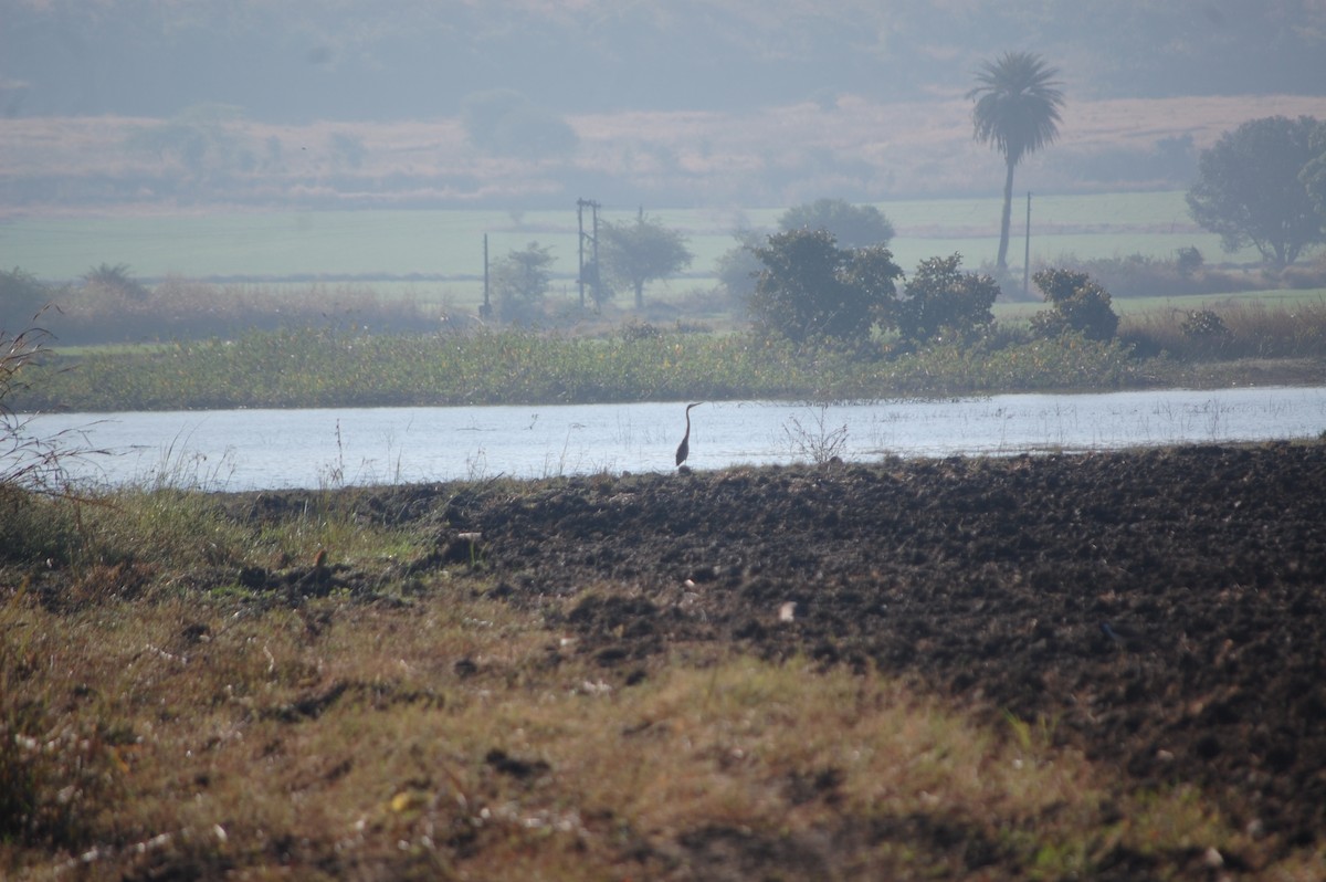 ムラサキサギ - ML647173594