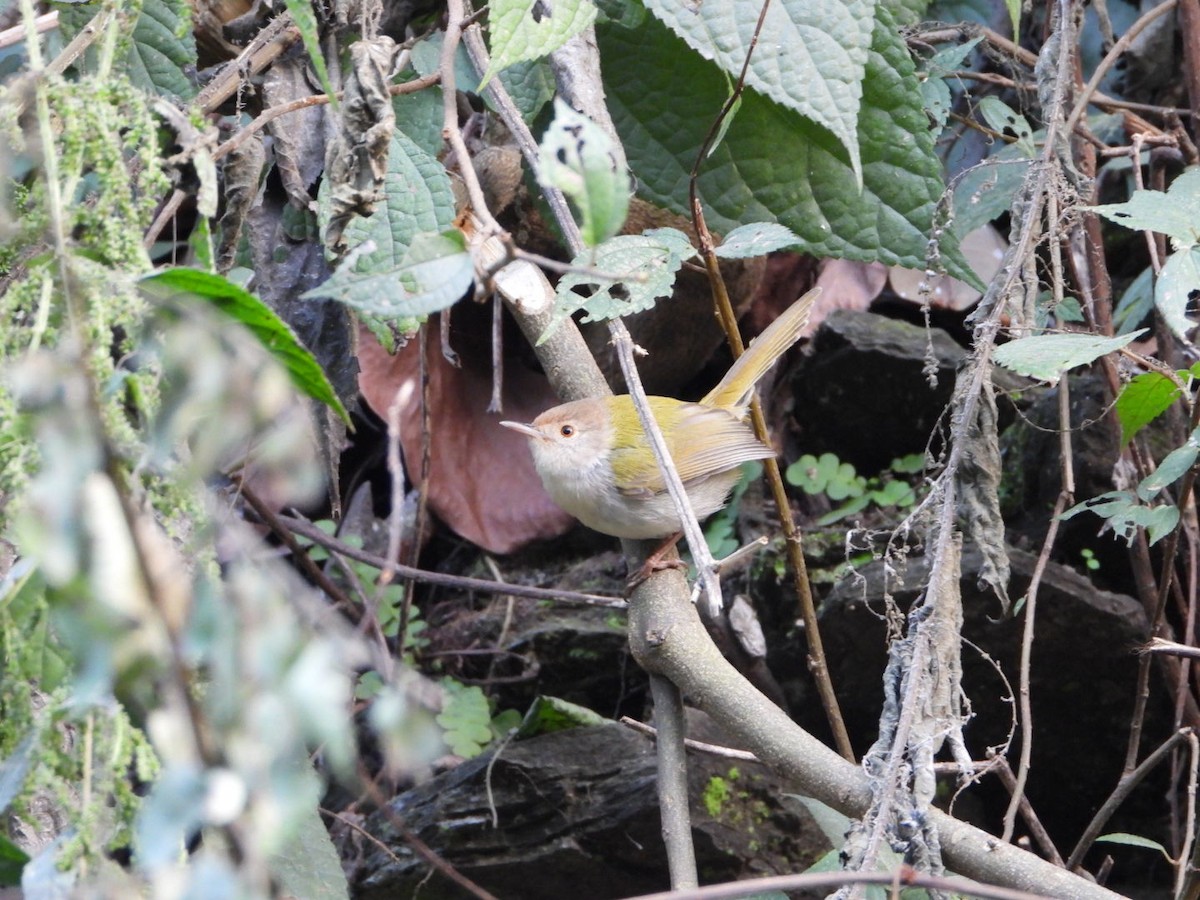 Common Tailorbird - ML647173611