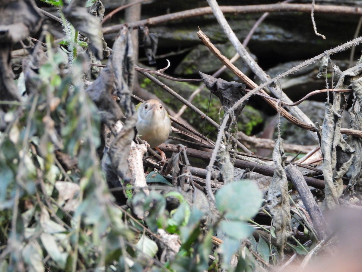 Common Tailorbird - ML647173612