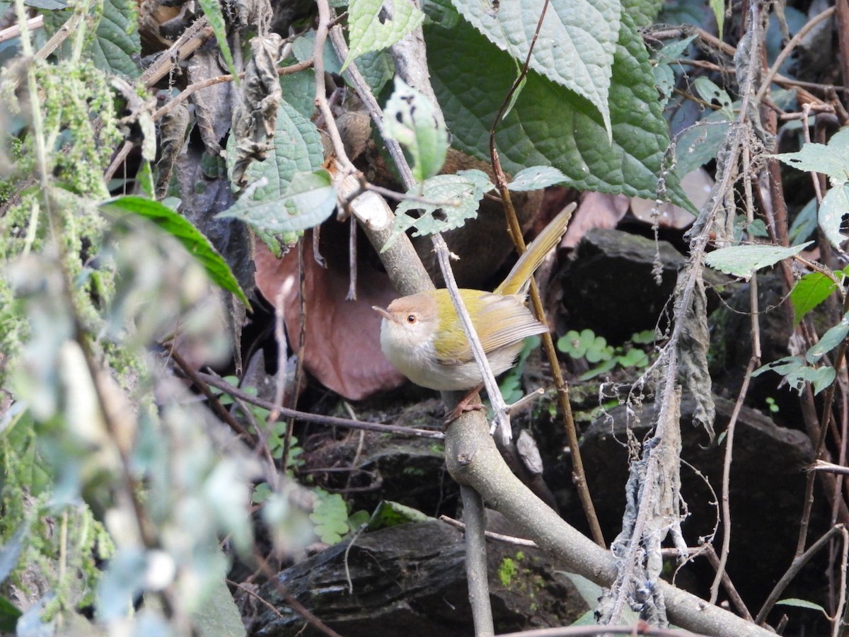 Common Tailorbird - ML647173613