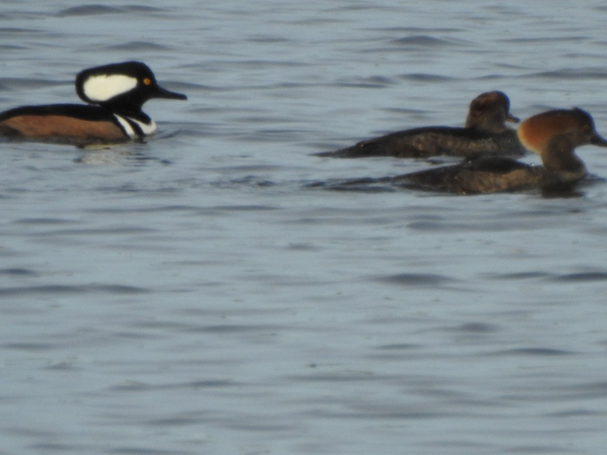 Hooded Merganser - ML647173637