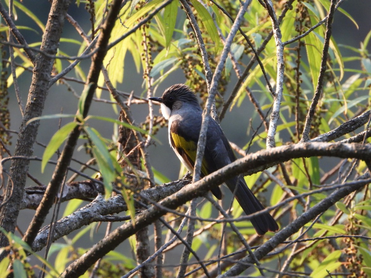 Ashy Bulbul - ML647173638