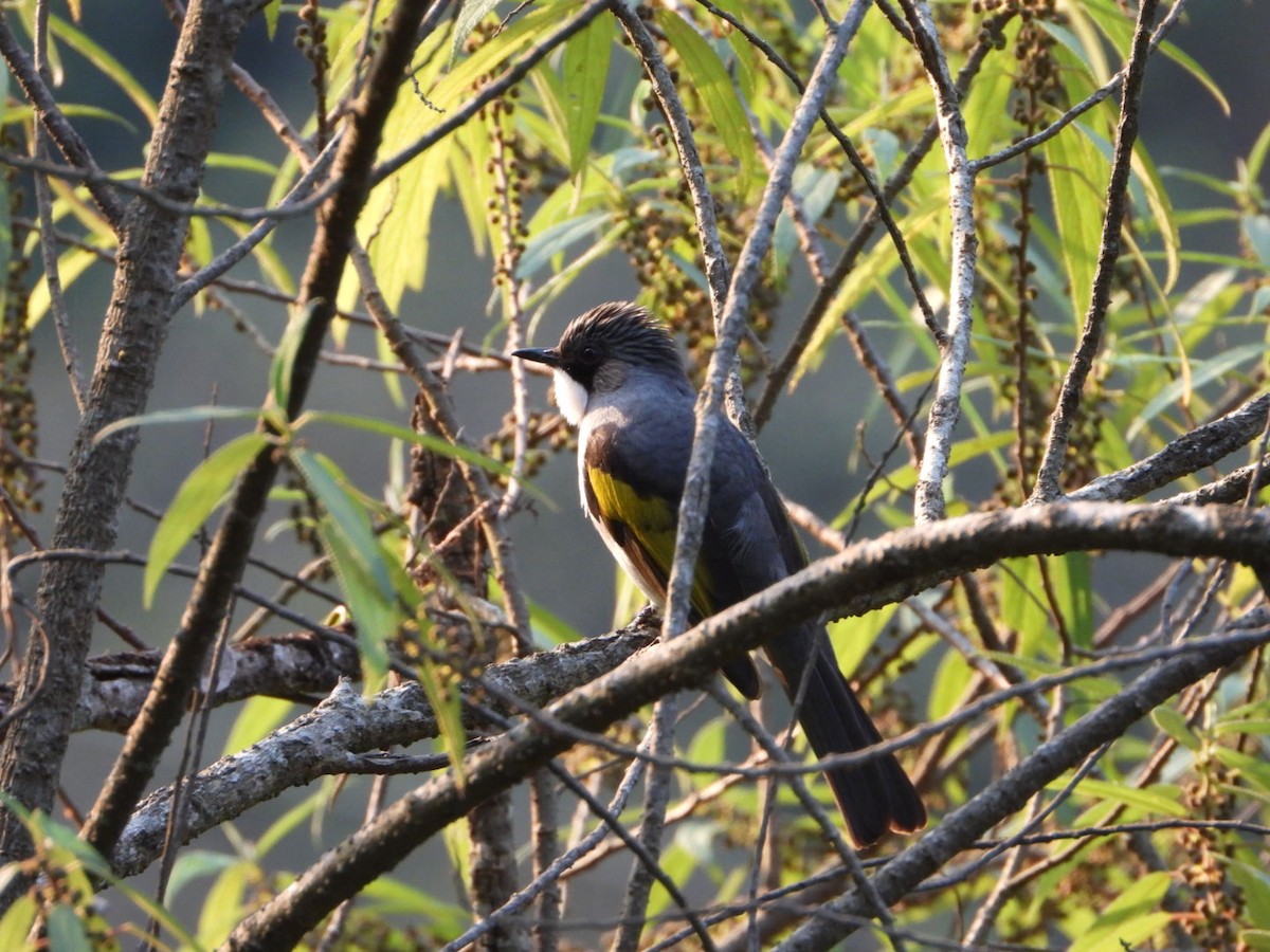 Ashy Bulbul - ML647173639