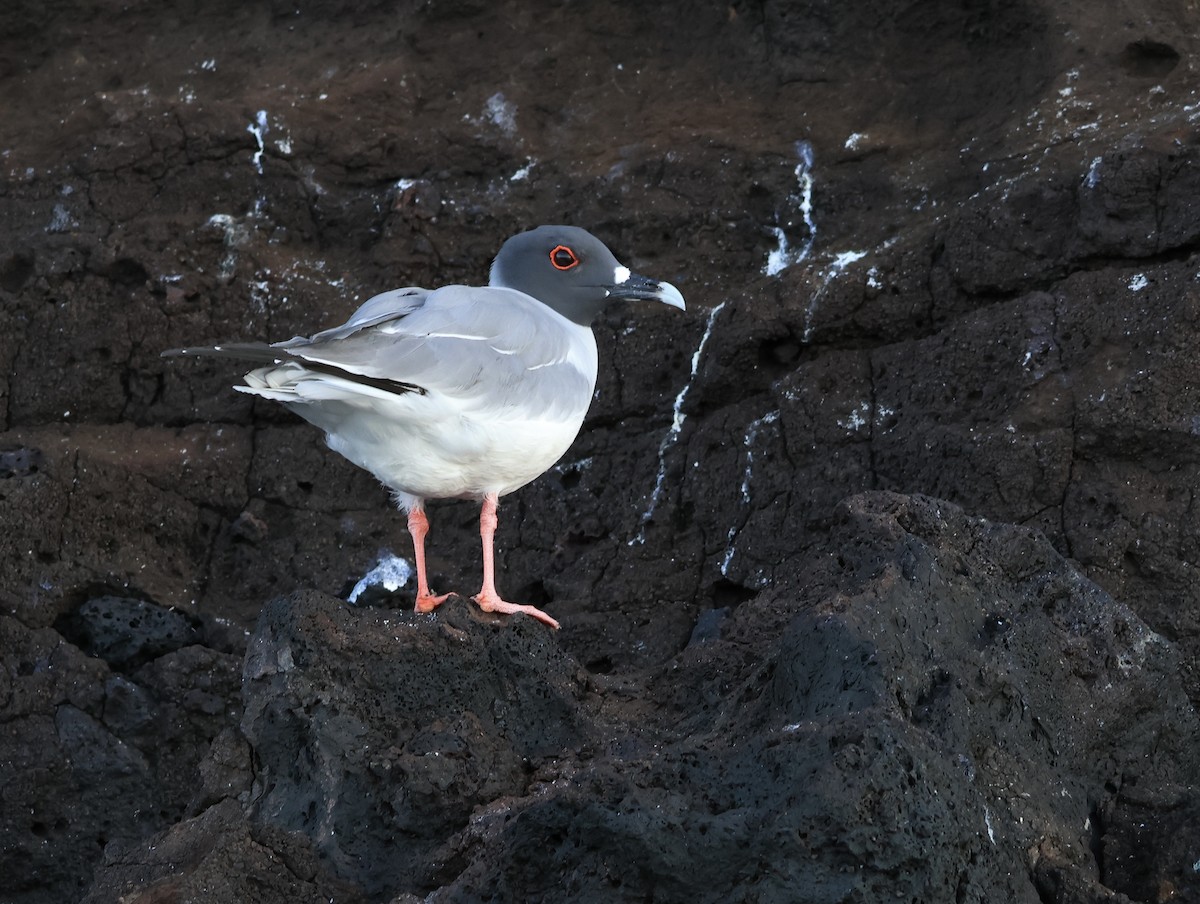 アカメカモメ - ML647173640