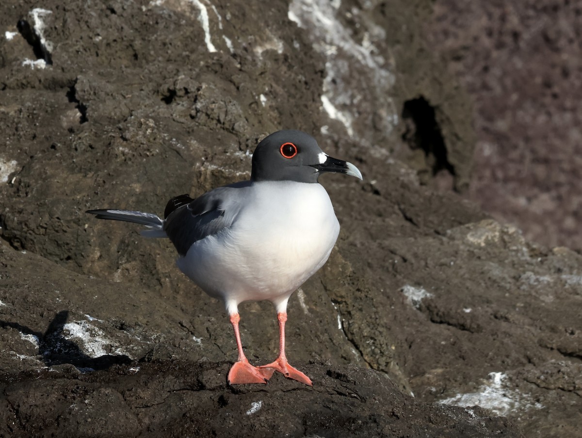 アカメカモメ - ML647173641