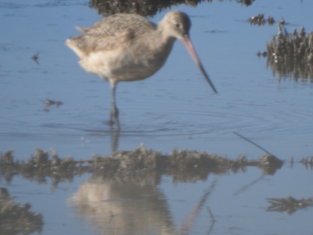 Marbled Godwit - ML647173644