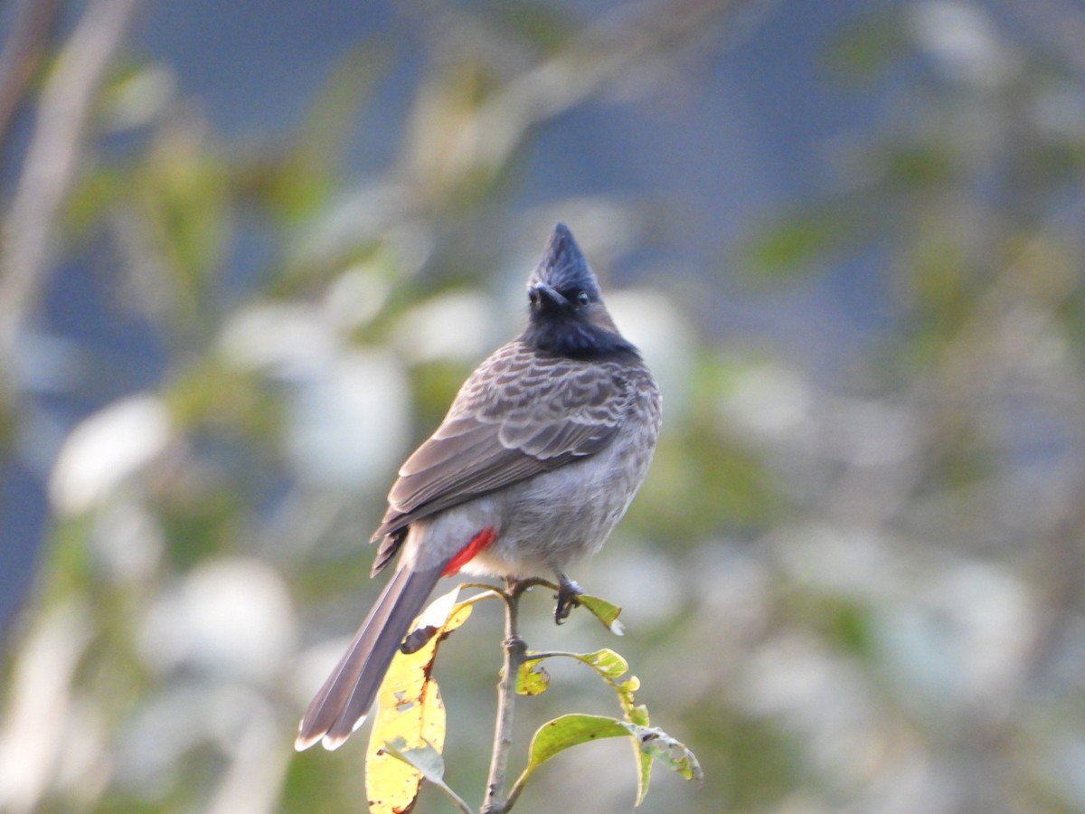 Red-vented Bulbul - ML647173645