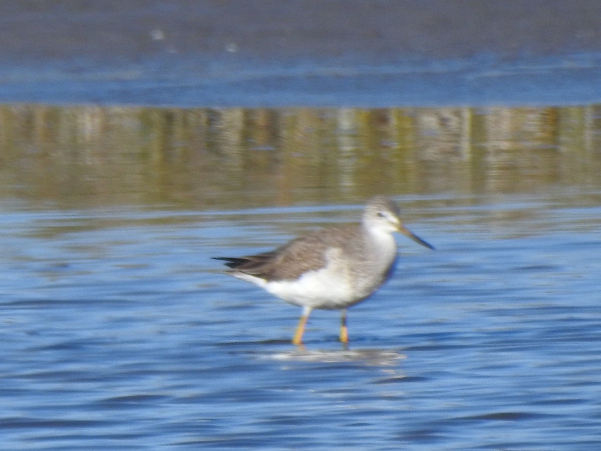 Lesser Yellowlegs - ML647173662