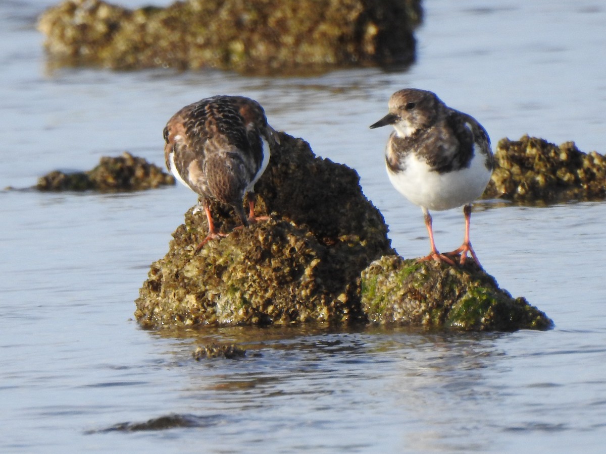 Ruddy Turnstone - ML647173674