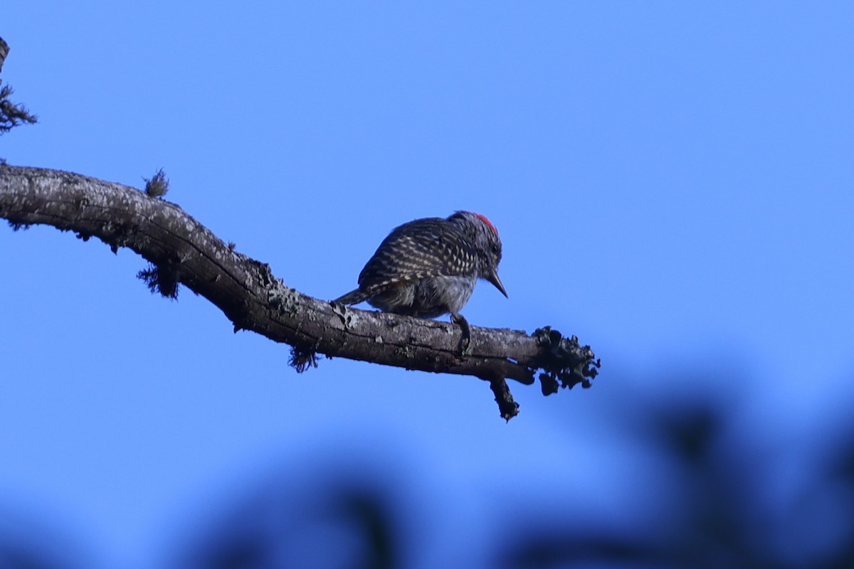 Cardinal Woodpecker - ML647173678