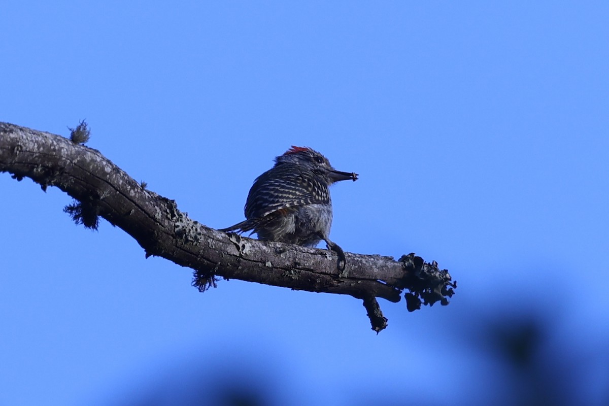 Cardinal Woodpecker - ML647173679