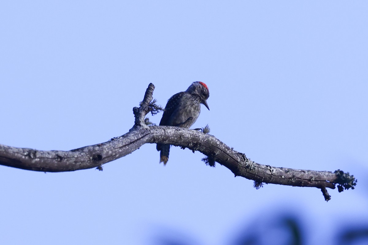 Cardinal Woodpecker - ML647173680