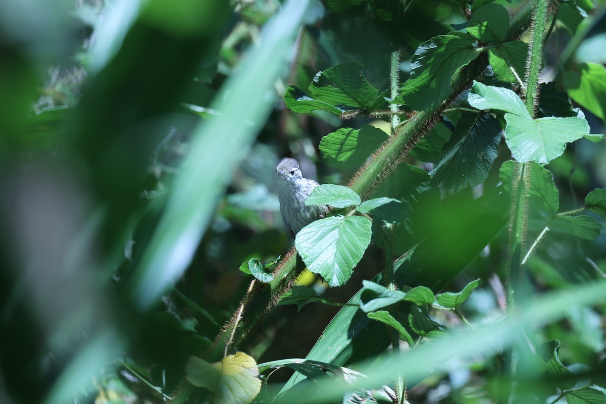 Cardinal Woodpecker - ML647173681