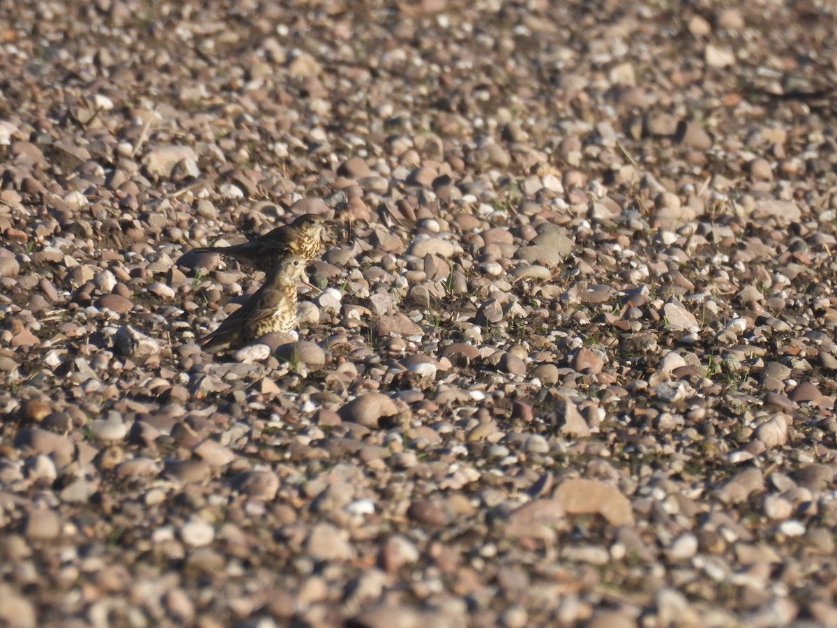 Grive draine - ML647173688