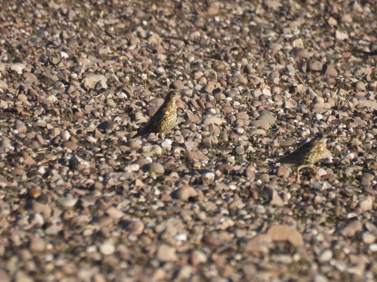 Grive draine - ML647173689