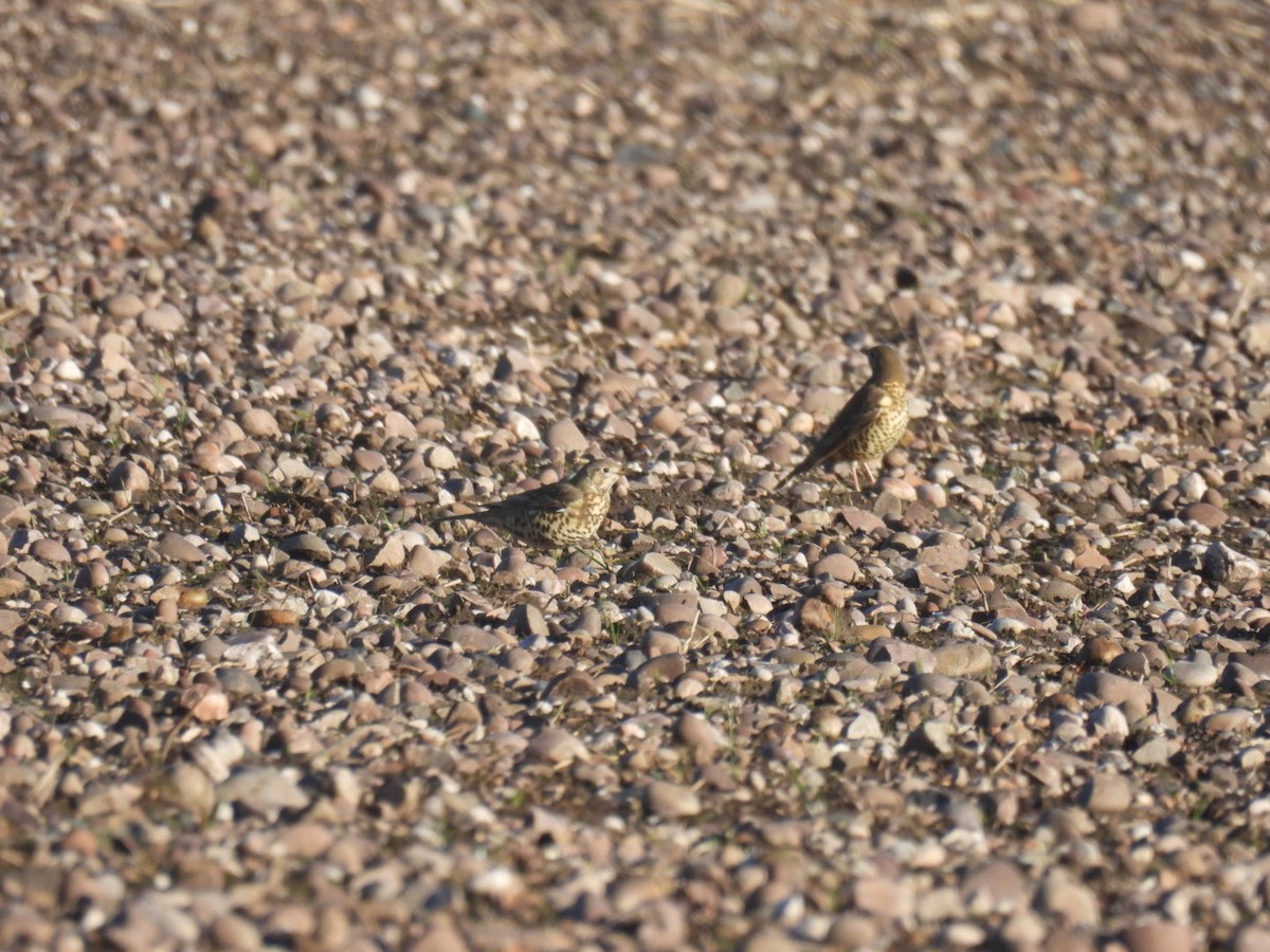 Grive draine - ML647173690