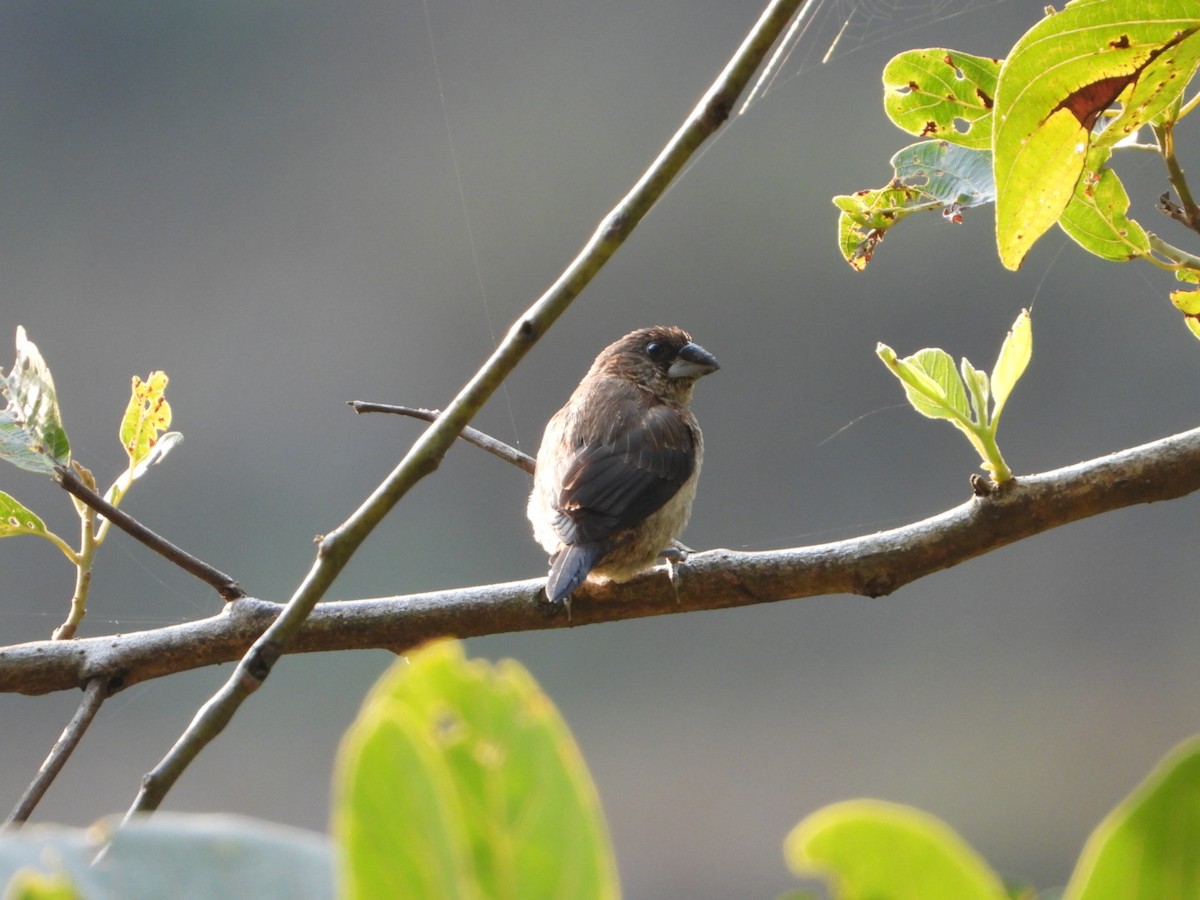 White-rumped Munia - ML647173692