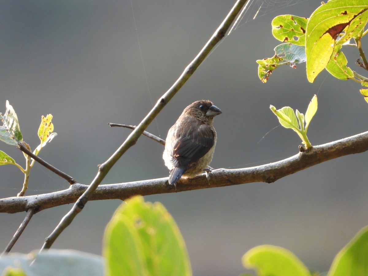 White-rumped Munia - ML647173693
