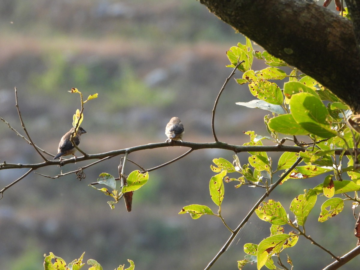 White-rumped Munia - ML647173694