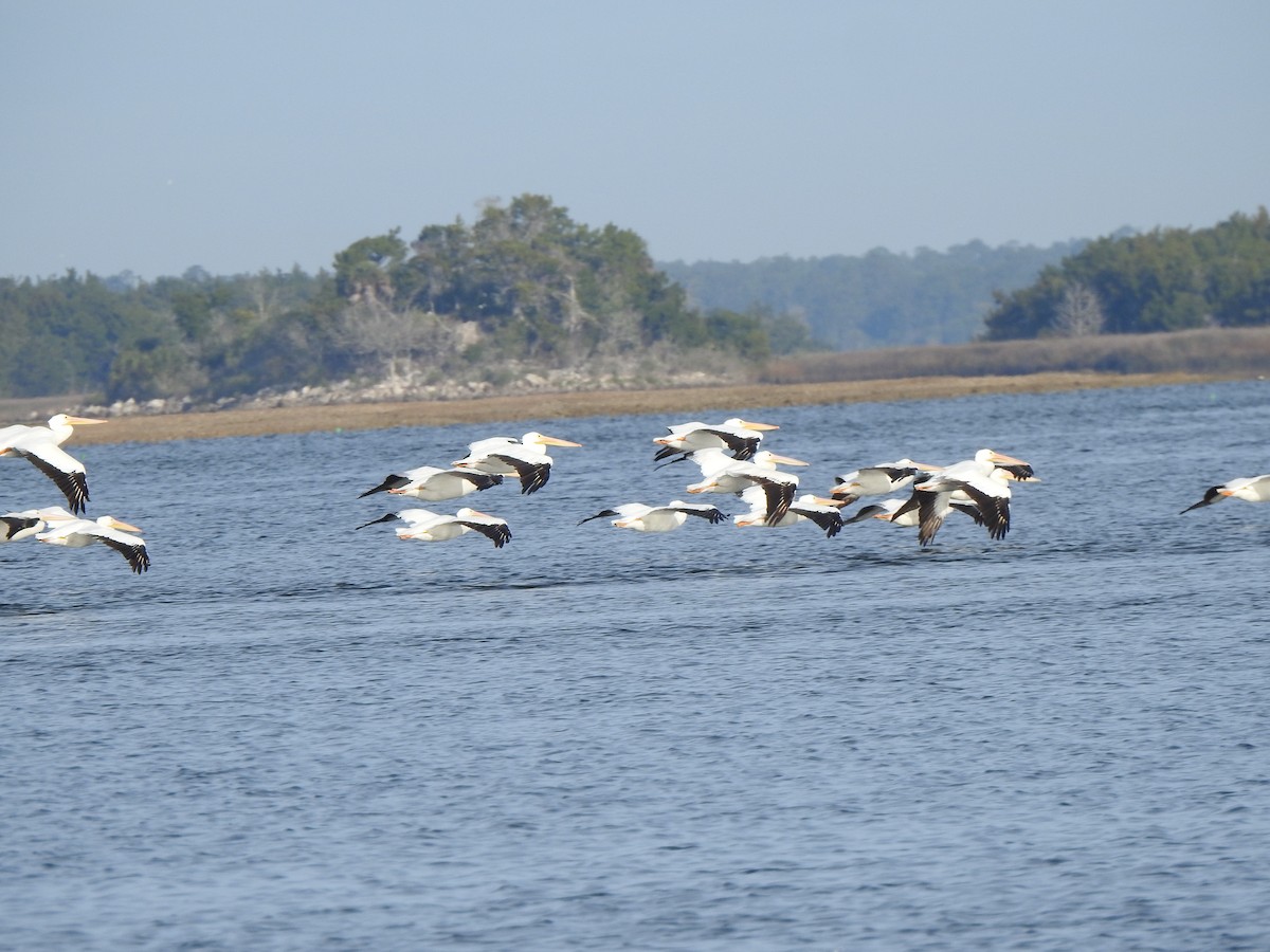 American White Pelican - ML647173704