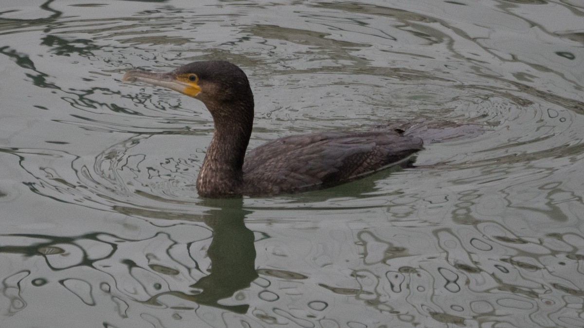 Great Cormorant - ML647173707